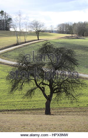 Un bel colpo di alberi in Baviera, Germania su una giornata invernale e. Foto Stock