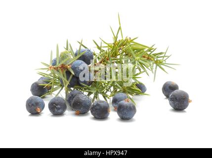 Comune di ginepro (Juniperus communis) Frutti Foto Stock