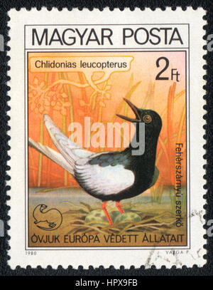 Un francobollo stampato in Ungheria mostra un uccello bianco-winged Tern (Chlidonias leucopterus), dalla serie Bird's Nest, circa 1980 Foto Stock