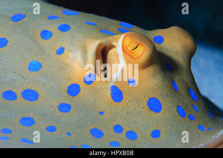 Bluespotted ribbontal stingray (Taeniura lymma) subacquea nella barriera corallina del Mar Rosso Foto Stock