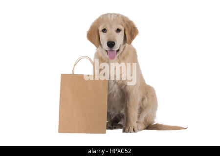 Golden Retriever cucciolo stitting con la sacca isolata su sfondo bianco Foto Stock