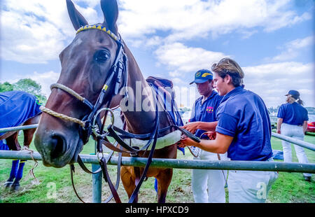 Un Kerry Imballatore sponsorizzato il polo del torneo al Cowdray Park, Easebourne, vicino a Midhurst in West Sussex: Groomsmen di cura per i cavalli. Foto Stock