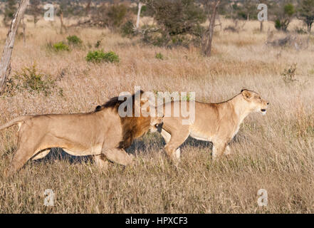 Lion e la Leonessa caccia al Kruger National Park, Sud Africa Foto Stock