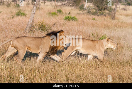 Lion e la Leonessa caccia al Kruger National Park, Sud Africa Foto Stock