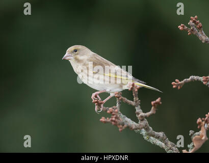 Verdone (Carduelis chloris) femmina su un bocciolo laden ramo di quercia, l'inverno,2017,uk Foto Stock