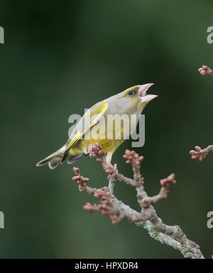 Aggressione da un Verdone (Carduelis chloris) su un bocciolo laden ramo d'inverno,2017 Foto Stock