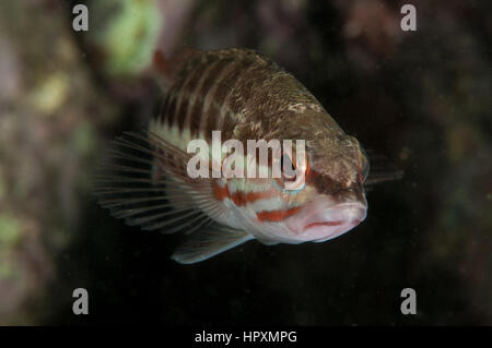 Dalla pettinatrice (Serranus cabrilla), Cala Montgó in Costa Brava Catalogna Foto Stock