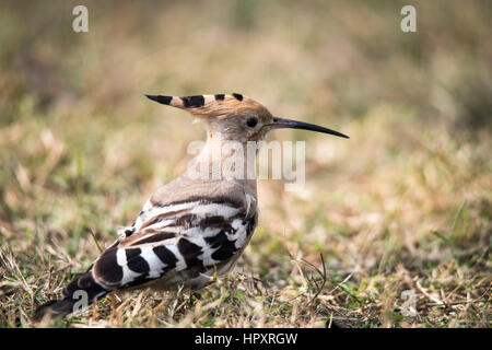 Colorato; Upupa eurasiatica; Upupa; Paradisaeidae; Upupa epops; Upupidae; bif; uccelli; uccelli in volo; uccelli fotografia; comune upupa Foto Stock