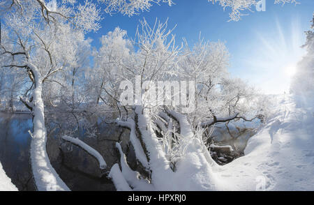 Bianco alberi congelati nel gelido winer mattina con colorati alba d'inverno sul fiume Foto Stock