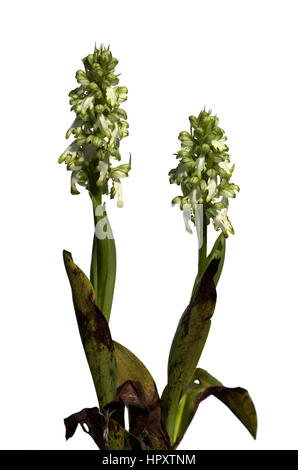 Due impianti di un raro hypochromic forma di Wild Orchid gigante (Himantoglossum robertianum aka Barlia robertiana) che presentano fiori bianchi. Uovere isolato Foto Stock