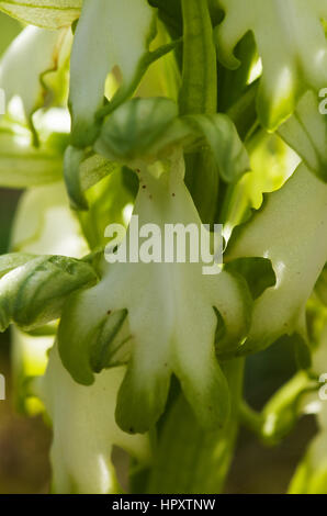 Fiore bianco dettaglio di un raro hypochromic forma di Wild Orchid gigante (Himantoglossum robertianum aka Barlia robertiana). Serra da Arrabida, Portogallo. Foto Stock