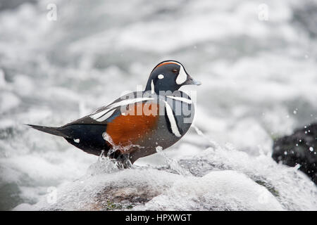 Un maschio Arlecchino anatra sorge su un molo rock mentre getting spruzzato con un'onda su un nuvoloso giorno. Foto Stock