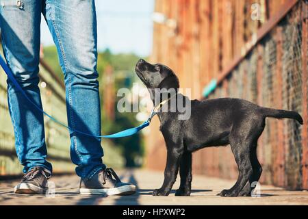 Passeggiata mattutina con il cane (nero labrador retriever). Giovane uomo è la formazione il suo cucciolo di camminare al guinzaglio. Foto Stock