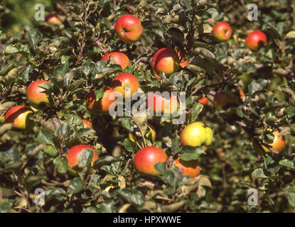 Mele mature su albero nel frutteto, Kent, England, Regno Unito Foto Stock