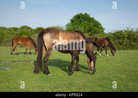 New Forest Pony e puledro allattamento; Hampshire; Regno Unito Foto Stock