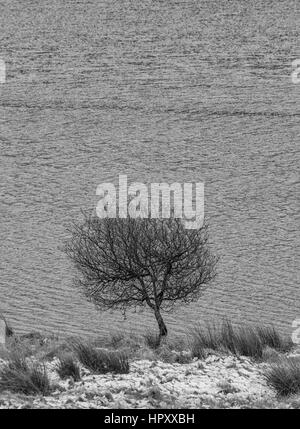 Unica struttura sul lato di un loch in Scozia. Luce neve è a terra e la struttura ad albero è leggermente piegato con il freddo e il vento è actualy crescendo in Foto Stock