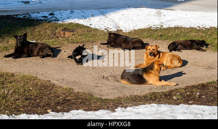 Senzatetto i cani in inverno tempo di riscaldamento sul sanitario e. I cani randagi crogiolarvi al sole su una fogna berlina in tempo freddo in inverno Foto Stock