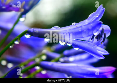 Agapanthus catturati sotto la pioggia Foto Stock