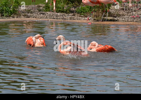 Fenicotteri cileni schizzi in acqua a Slimbridge Wetland Centre, Gloucestershire Foto Stock