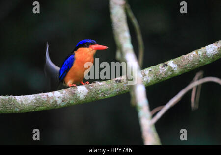 Bird, animali selvatici, natura, fotografia, sfondo naturale, fauna, ambiente, OCEANIA E AUSTRALIA, Buff-breasted Paradise-kingfisher, kingfisher Foto Stock