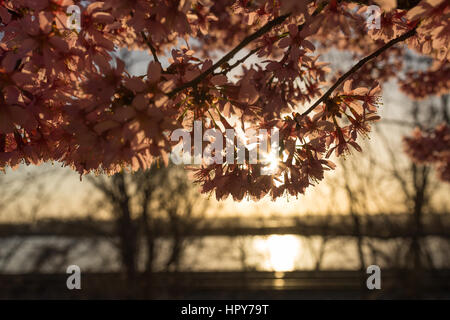 Fiori Ciliegio crogiolarsi al sole caldo come il sole splende sopra il fiume Potomac in DC con sunrise Foto Stock
