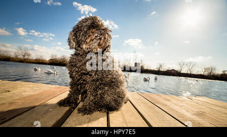 Puli ungherese dog sitter sul dock Foto Stock