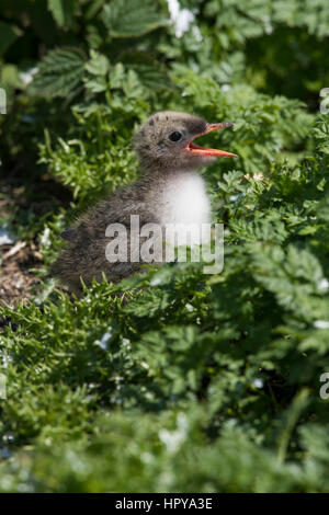 Un Arctic Tern pulcino (Sterna paradisaea) chiede che il genitore dal nido tra vegetazione, farne interna, farne Isles, Northumberland, Regno Unito Foto Stock