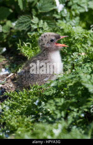 Un Arctic Tern pulcino (Sterna paradisaea) chiede che il genitore dal nido tra vegetazione, farne interna, farne Isles, Northumberland, Regno Unito Foto Stock