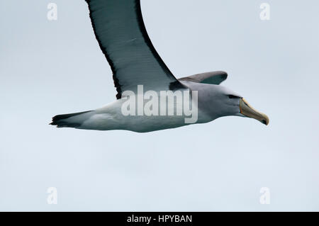 Il Salvin Mollymawk volando sopra l'Oceano Pacifico vicino alla costa di Kaikoura in Nuova Zelanda. Ein Salvin-Albatros fliegt über den Pazifik vor der Küste Foto Stock