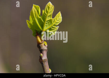 Close-up di un ramo con boccioli di apertura in primavera con fresche foglie verdi emergente Foto Stock