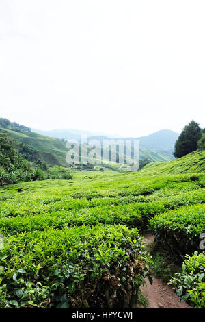 Scenic colpo di piantagioni di tè in Cameron Highlands, Pahang, Malaysia Foto Stock