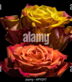 Arancione rosso giallo bocciolo di rosa coppia (rose duo) su sfondo nero in colori vibranti, macro floreali ritratti di due fiorisce Foto Stock