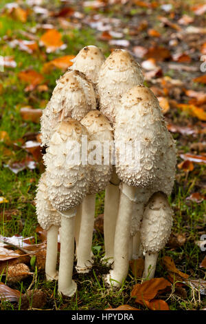 Un cluster di Shaggy copertura di inchiostro di funghi Foto Stock