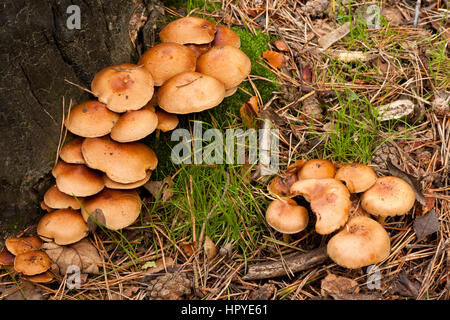 Chiodino (Armillaria) crescente intorno alla base del ceppo di albero Foto Stock