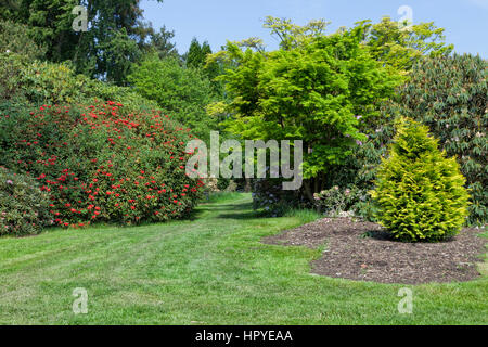 Fioritura rossa rododendro, e frondosi alberi di conifere in un vecchio giardino con l'erba a piedi attraverso, su una soleggiata giornata di primavera . Foto Stock