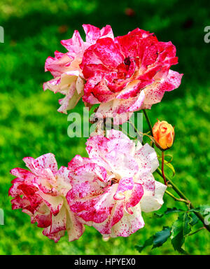 Pittore di rose, viola-porpora a strisce e come verniciato colorato rose rampicanti Foto Stock