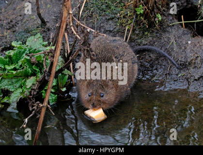 Acqua Vole (Arvicola anfibi) Foto Stock