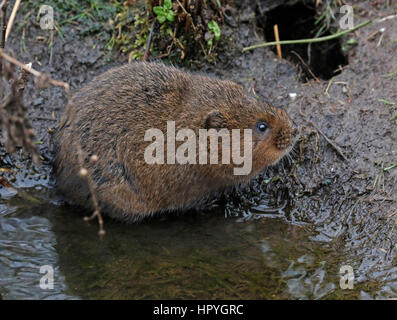 Acqua Vole (Arvicola anfibi) Foto Stock