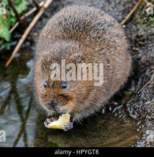 Acqua Vole (Arvicola anfibi) Foto Stock