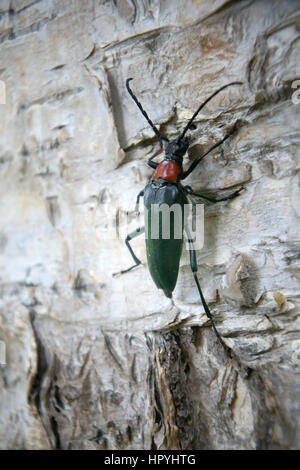 Vivacemente colorato Longhorn beetle Leptura (Macroleptura thoracica) sulla corteccia di betulla Foto Stock