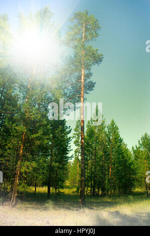 Riempito con il sole del sud della foresta di pini. estate verde quartiere di bosco Foto Stock