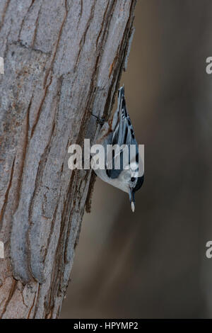 Bianco-breasted picchio muratore aggrappandosi al tronco di albero. Foto Stock