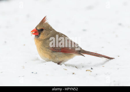 Femmina cardinale Nord rovistando sul terreno innevato. Foto Stock