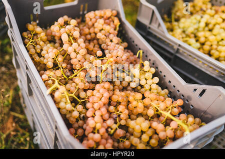 Vendemmia manuale in colline italiane. Foto Stock