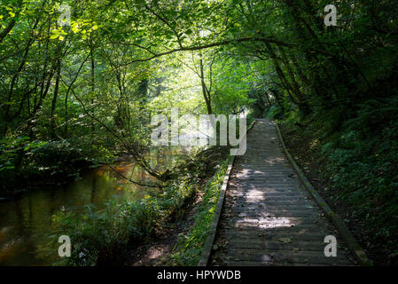 Passerella in legno lungo il fiume Derwent nella Vallata Forge boschi vicino a Scarborough, North Yorkshire. Una bella passeggiata circondato dal verde d'estate. Foto Stock