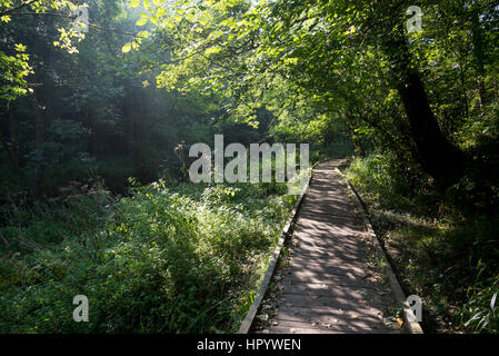 Passerella in legno lungo il fiume Derwent nella Vallata Forge boschi vicino a Scarborough, North Yorkshire. Una bella passeggiata circondato dal verde d'estate. Foto Stock