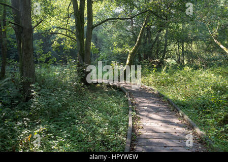 Passerella in legno lungo il fiume Derwent nella Vallata Forge boschi vicino a Scarborough, North Yorkshire. Una bella passeggiata circondato dal verde d'estate. Foto Stock