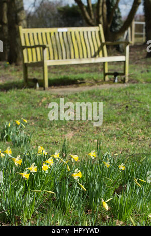 Giunchiglie (Narcissus) nella parte anteriore del banco di legno Foto Stock
