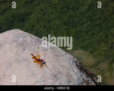 Libellula rossa in appoggio su pietra Foto Stock