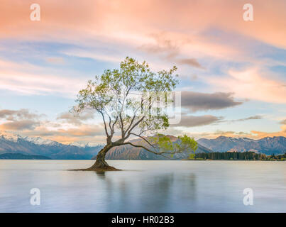 Sunrise, singolo albero in piedi in acqua, il lago Wanaka, Il Wanaka Tree, Roys Bay, Otago Southland, Nuova Zelanda Foto Stock